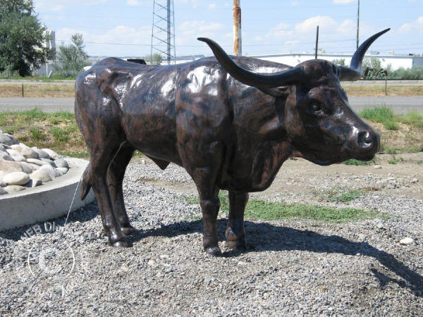 Longhorn Steer